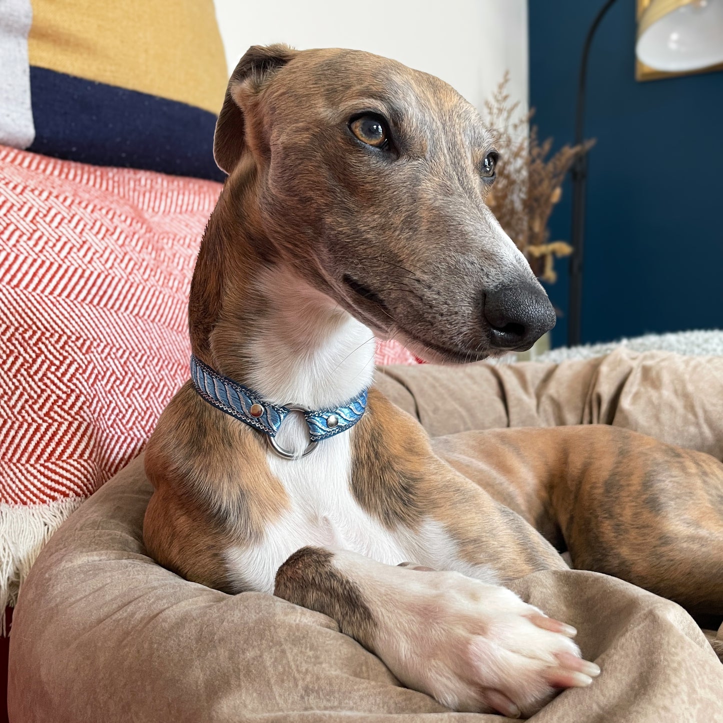 C A N D Y ∘ C A N E ∘ E M B R O I D E R E D ∘ I D ∘ C O L L A R